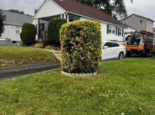 Bush Trimming by Alphonso Hoke for Linwood S. in Parkville, MD
