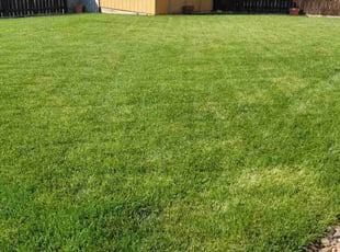 Adam H.'s Yard Cutting service result
