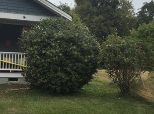 Bush Trimming by Tray Taylor for Tracy B. in Raleigh, NC