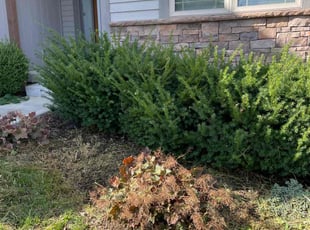 Weeding by Bo Hickmon for Adam M. in Lee's Summit, MO