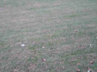 Leaf Removal by Joseph Zika for Frederick M. in Fridley, MN