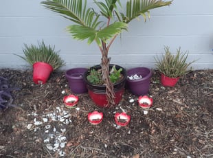 Weeding by Tiara Hill for Shadarian W. in Jacksonville, FL