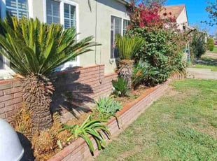 Bush Trimming by Daisy Guillen-Ramos for Cheryl G. in Bakersfield, CA