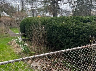 Bush Trimming by David Knowlton Jr for Karine E. in Cleveland, OH