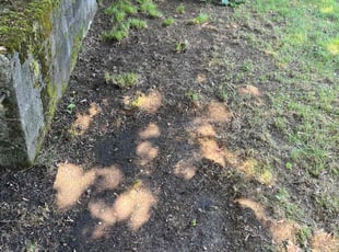 Cleanups by Mark Taijman for Tricia L. in Waterbury, CT