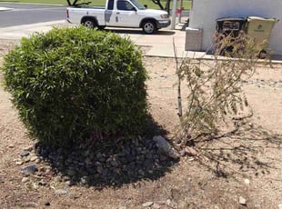 Bush Trimming by Marvin Gray for Kelly N. in Glendale, AZ