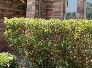 Bush Trimming by Alexis Perez for Emily R. in Cypress, TX