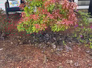 Bush Trimming by Tim Holley for Jane J. in Beaverton, OR
