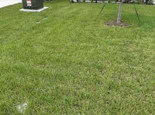 Mai D.'s Lawn Mowing Service service result
