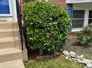 Bush Trimming by Eduardo Flores Rodriguez for Emmett W. in Sterling, VA