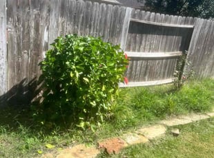 Bush Trimming by Edwin Fernandez for Jordan C. in Katy, TX