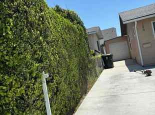 Bush Trimming by Fernando Gomez Rodriguez for Reginald G. in Inglewood, CA