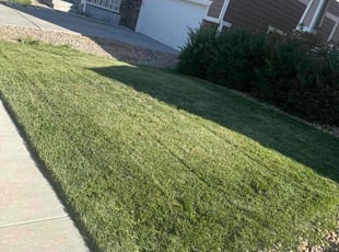 Dylan G.'s Lawn Mowing service result