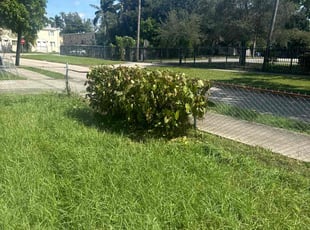 Bush Trimming by Lajayvar Negrin for William J. in Miami, FL