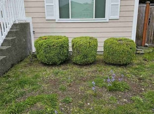 Bush Trimming by Gordon Grylls for Sara H. in Puyallup, WA