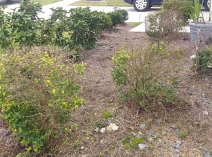 Bush Trimming by Adams Paiz for Douglas A. in Charlotte, NC