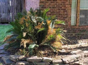 Cleanups by Linda Jones for Alessandra B. in Conroe, TX