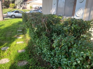 Bush Trimming by Juan Rodriguez for Brandon G. in Sacramento, CA