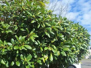 Bush Trimming by Robert Martin for Denh S. in Everett, WA