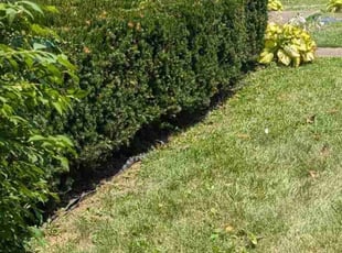 Bush Trimming by Jason Phillips for Bethany C. in Louisville, KY
