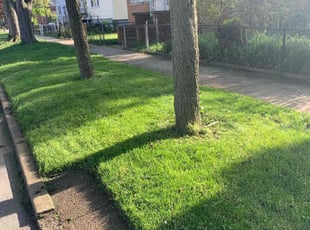 Traci D.'s Lawn Maintenance service result