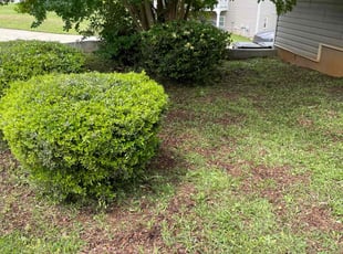 Bush Trimming by Mark Perugini for Richard R. in Dallas, GA