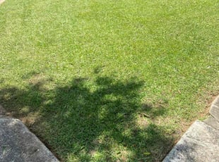 Scott E.'s Lawn Mowing service result