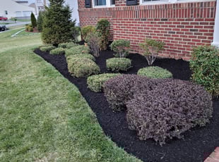 Mulching by Miguel Santos for Rajesh P. in Rockville, MD