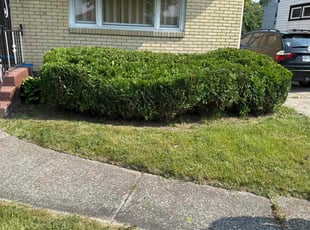 Bush Trimming by Nicholas Smith for Natasha M. in Buffalo, NY