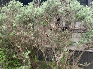 Bush Trimming by Ascencion Arteaga for Andrea D. in Austin, TX