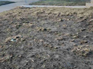 Leaf Removal by Drew Austinson for Paula D. in Minneapolis, MN