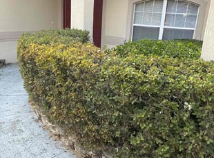 Bush Trimming by Patrick Paul for Douglas M. in Clermont, FL