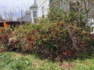 Bush Trimming by Megan Hansen for Becky M. in Englewood, CO