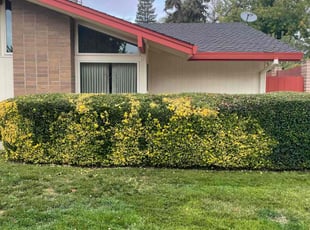 Bush Trimming by Diego Mojica for Ruth L. in Sacramento, CA