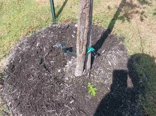 Weeding by Logan Rowe for Sivilaise K. in San Antonio, TX