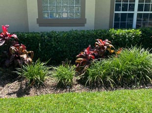 Bush Trimming by Jacob Hernandez for Shamella J. in Lutz, FL