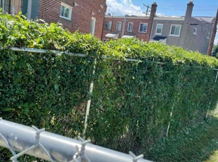 Bush Trimming by Edgar Elmore for Felecia S. in Washington, DC