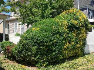 Bush Trimming by Allan Roberts for Dianah S. in Washington, DC