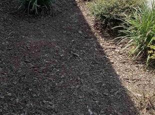 Weeding by Carina Perez for Christina A. in Houston, TX