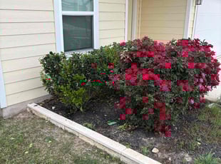 Bush Trimming by Josue Perez Rios for Maureen B. in Liberty Hill, TX