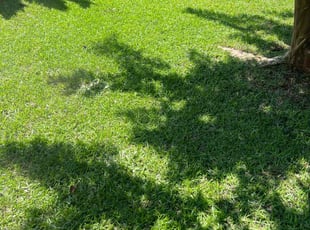 Kristin C.'s Lawn Mowing service result