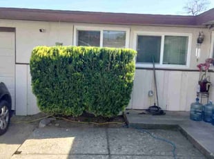 Bush Trimming by El Galvez for Iman D. in San Bernardino, CA