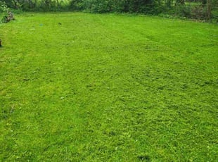 Jillian B.'s Lawn Mowing service result