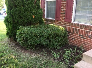 Bush Trimming by Kevin Davenport for Aaron R. in Leesburg, VA