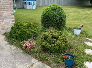 Bush Trimming by Keith Vickers for Jacki B. in Cincinnati, OH