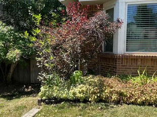 Bush Trimming by Braden Takes for Larry S. in Centennial, CO
