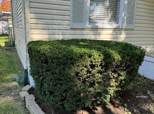 Bush Trimming by Japheus Sanders for Leanne N. in Royal Oak, MI