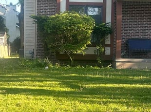 Bush Trimming by Errick Elias for Sandra K. in Buffalo, NY