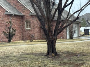 Bush Trimming by Bryant Holloway sr for Hai B. in Edmond, OK