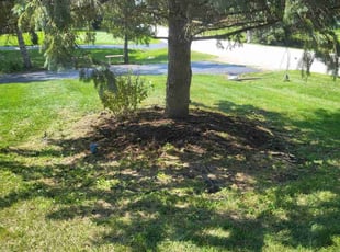 Weeding by Tasha Martin for Duane D. in Frankfort, IL